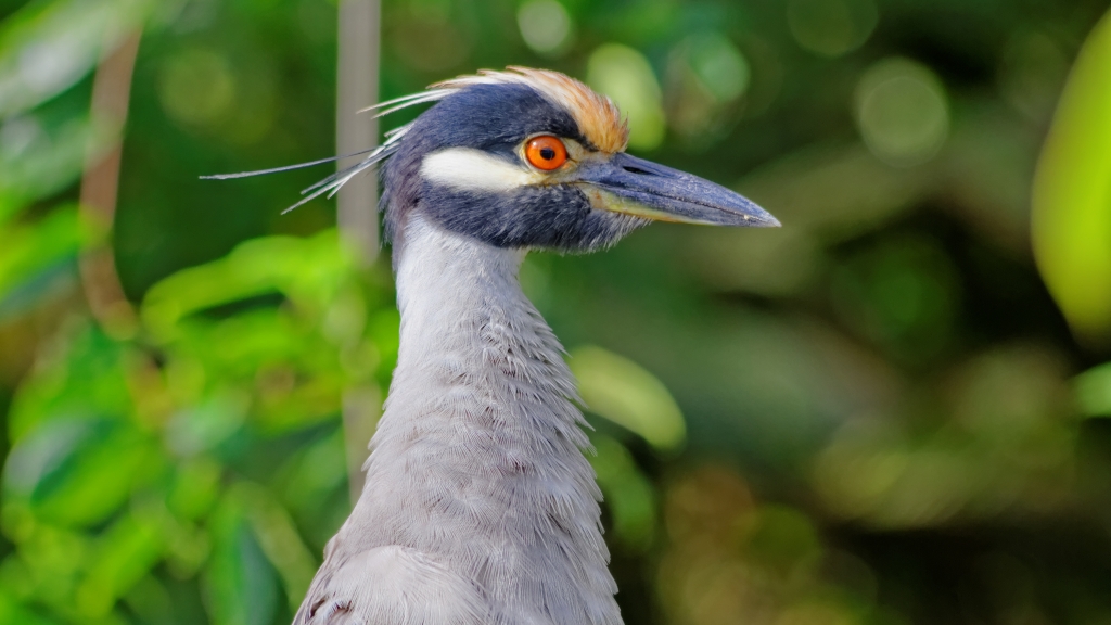 25 - Tortuguero NP (29).jpg